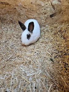 Male rabbit