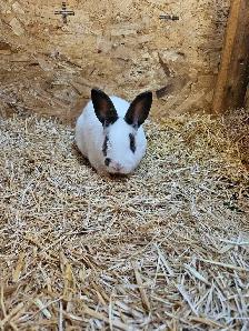 Male rabbit - Photo 2