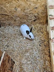 Male rabbit - Photo 3