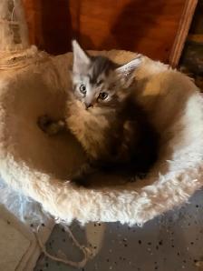 TICA Maine Coon kitten