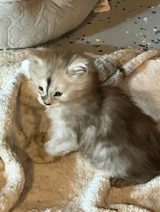 TICA Maine Coon kitten - Photo 2