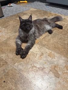 TICA Maine Coon kitten - Photo 3
