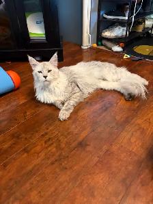 TICA Maine Coon kitten - Photo 4