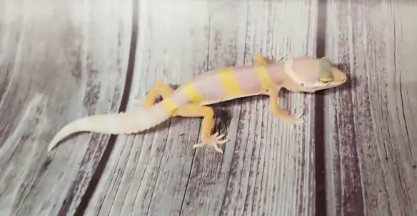 gecko léopard bumblegum