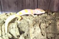 gecko léopard bumblegum - Photo 2