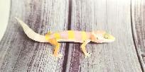 gecko léopard bumblegum - Photo 3