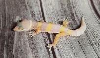 gecko léopard bumblegum - Photo 4
