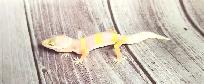 gecko léopard bumblegum - Photo 5