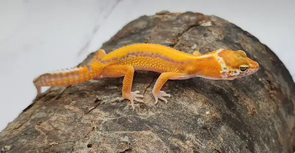gecko léopard émerine stripe