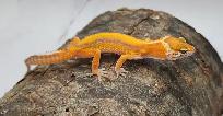 gecko léopard émerine stripe