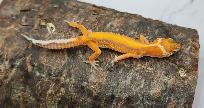 gecko léopard émerine stripe - Photo 4