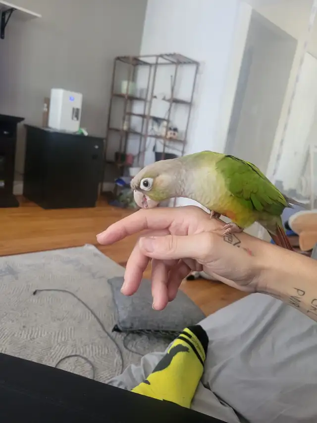 Conure cherche nouvelle famille