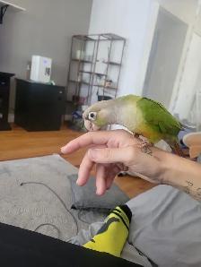 Conure cherche nouvelle famille