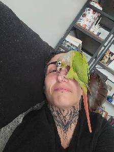 Conure cherche nouvelle famille - Photo 2