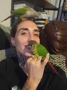 Conure cherche nouvelle famille - Photo 4