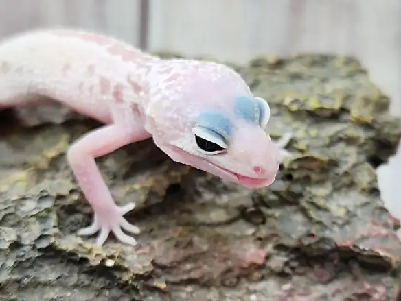 gecko léopard mack snow leucistique