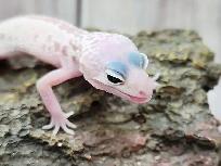 gecko léopard mack snow leucistique