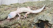 gecko léopard mack snow leucistique - Photo 2