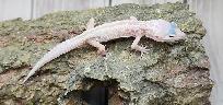 gecko léopard mack snow leucistique - Photo 3