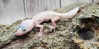 gecko léopard mack snow leucistique - Photo 4