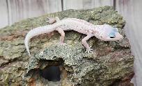 gecko léopard mack snow leucistique - Photo 5