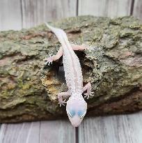 gecko léopard mack snow leucistique - Photo 6