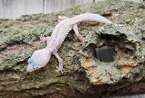 gecko léopard mack snow leucistique - Photo 7