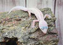 gecko léopard mack snow leucistique - Photo 8