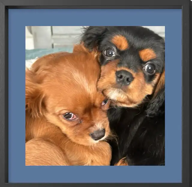 Michy’s  Angels Frenchie Cavaliers Merles &  Prebred Cavaliers