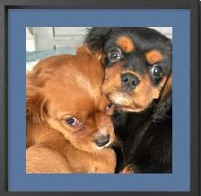 Michy’s  Angels Frenchie Cavaliers Merles &  Prebred Cavaliers