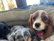 Michy’s  Angels Frenchie Cavaliers Merles &  Prebred Cavaliers - Photo 2