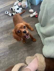 Michy’s  Angels Frenchie Cavaliers Merles &  Prebred Cavaliers - Photo 3