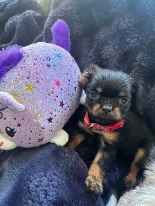 Michy’s  Angels Frenchie Cavaliers Merles &  Prebred Cavaliers - Photo 4
