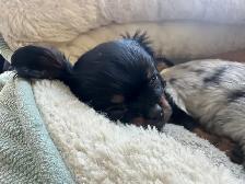Michy’s  Angels Frenchie Cavaliers Merles &  Prebred Cavaliers - Photo 5