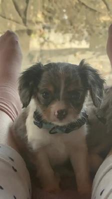 Michy’s  Angels Frenchie Cavaliers Merles &  Prebred Cavaliers - Photo 6