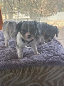 Michy’s  Angels Frenchie Cavaliers Merles &  Prebred Cavaliers - Photo 7