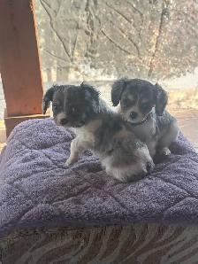 Michy’s  Angels Frenchie Cavaliers Merles &  Prebred Cavaliers - Photo 8