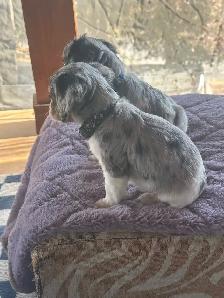 Michy’s  Angels Frenchie Cavaliers Merles &  Prebred Cavaliers - Photo 9