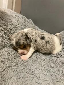 Michy’s  Angels Frenchie Cavaliers Merles &  Prebred Cavaliers - Photo 10