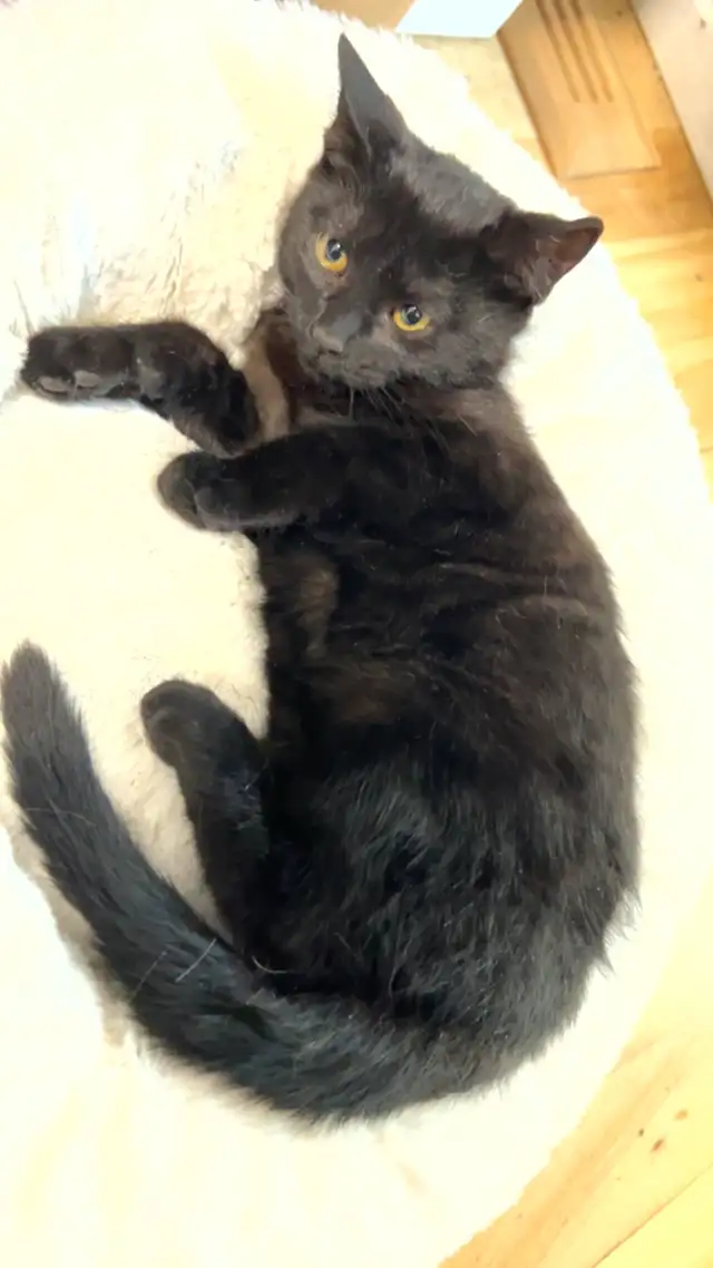 Chaton Noir retrouvé Laval des rapide (Cherche le propriétaire)