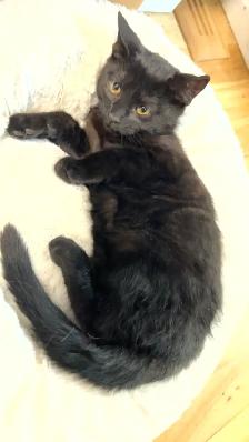 Chaton Noir retrouvé Laval des rapide (Cherche le propriétaire)
