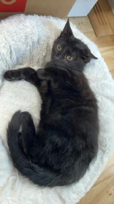Chaton Noir retrouvé Laval des rapide (Cherche le propriétaire) - Photo 3