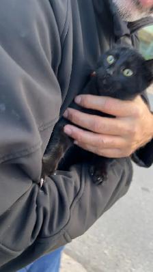 Chaton Noir retrouvé Laval des rapide (Cherche le propriétaire) - Photo 4