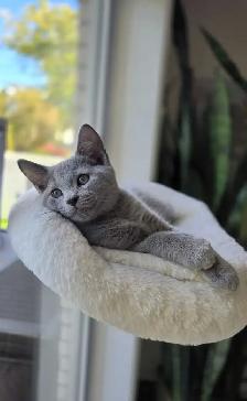 Chatons / Kittens Russian Blue (hypoallergéniques)