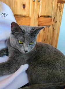 Chatons / Kittens Russian Blue (hypoallergéniques) - Photo 4