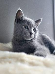 Chatons / Kittens Russian Blue (hypoallergéniques) - Photo 5