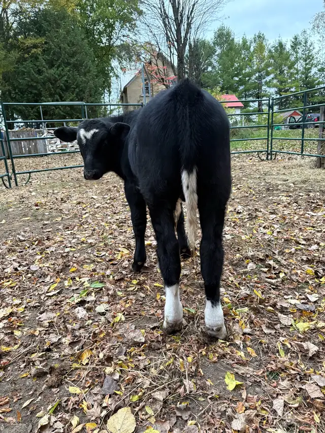 bull calf