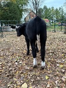 bull calf