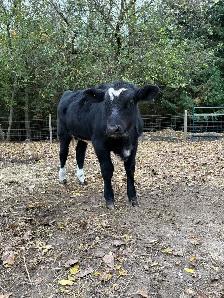 bull calf - Photo 2