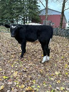bull calf - Photo 3